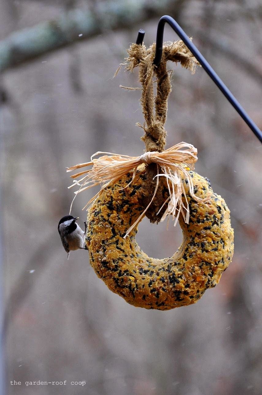 Rebecca's Bird Gardens Blog DIY Suet Wreath