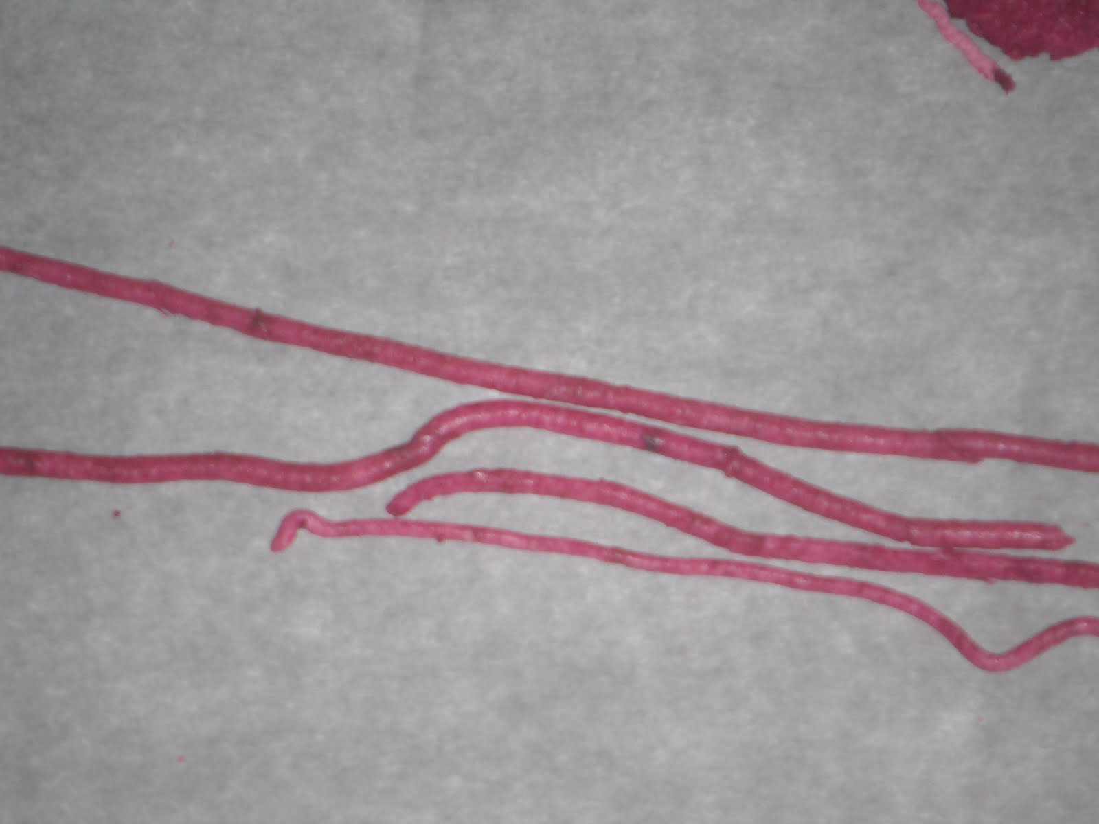 Three Boys And Gluten Free Allergy Free Sprinkles