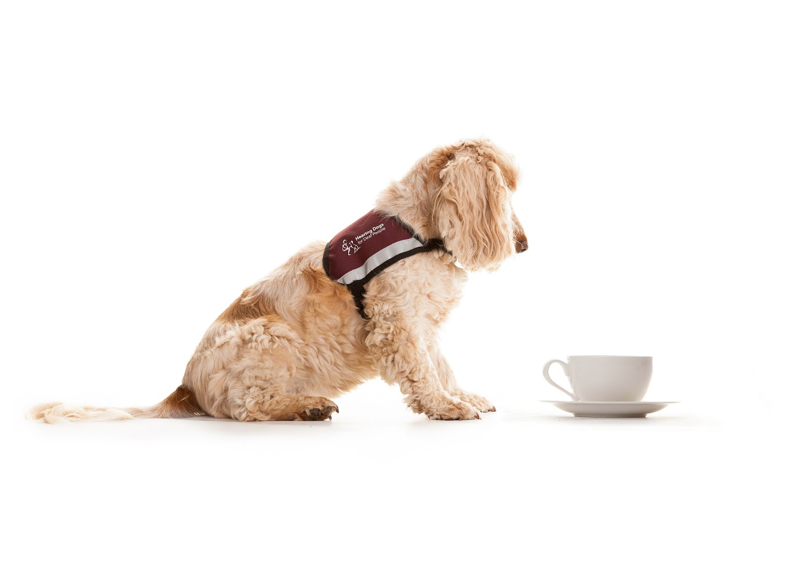 Can Dogs Go Deaf Suddenly Can Dogs Go Deaf Suddenly