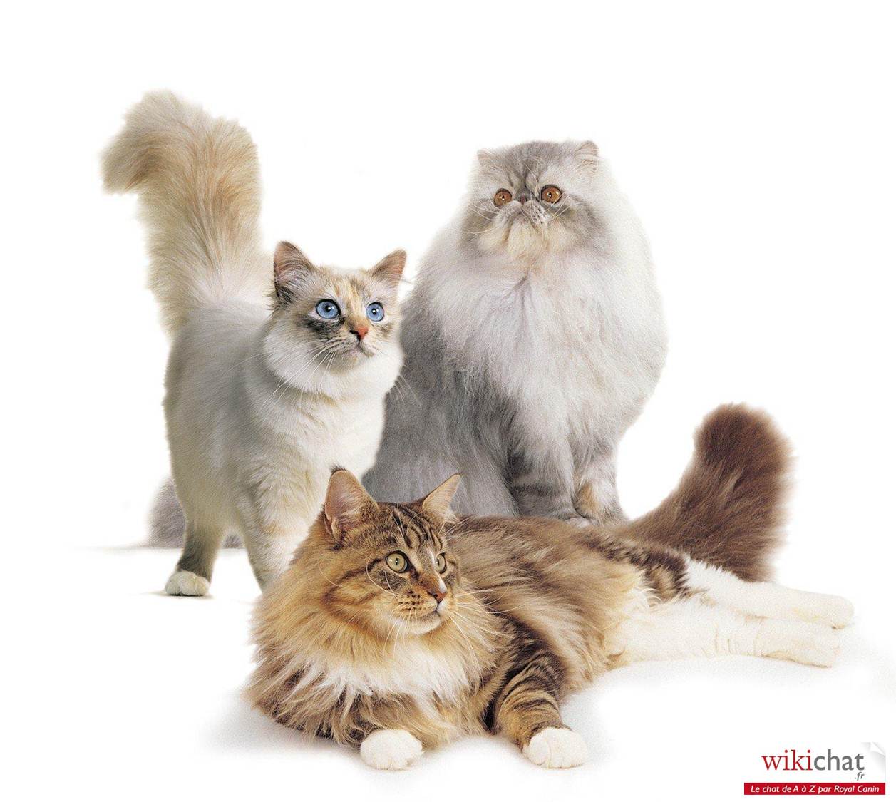 Chat Nintendgs Cats Chat Nintendgs Cats