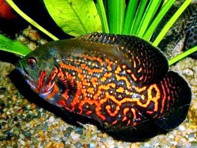 6 Jenis Ikan Hias Air Tawar Yang Populer Ikan Hias Air Tawar
