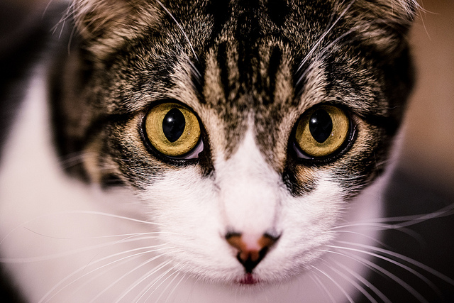30 of the Cutest Animal Pictures from June 30 of the Cutest Animal Pictures from June