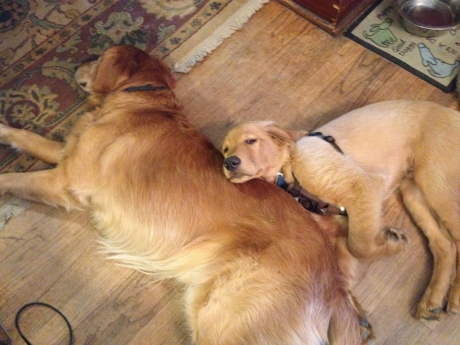 The Writer's Dog Play with Me The Pros and Cons of Dog Play