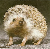 More Hedgehog Facts