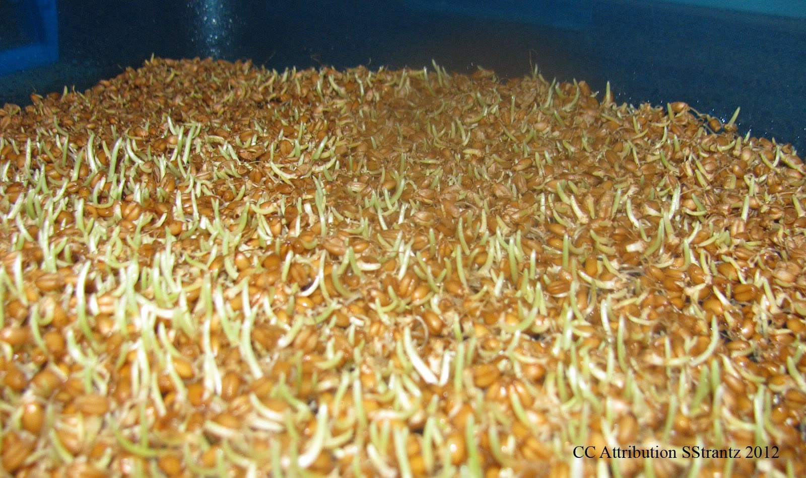 Germinated grain - who will benefit, and who only hurt Germinated grain - who will benefit, and who only hurt