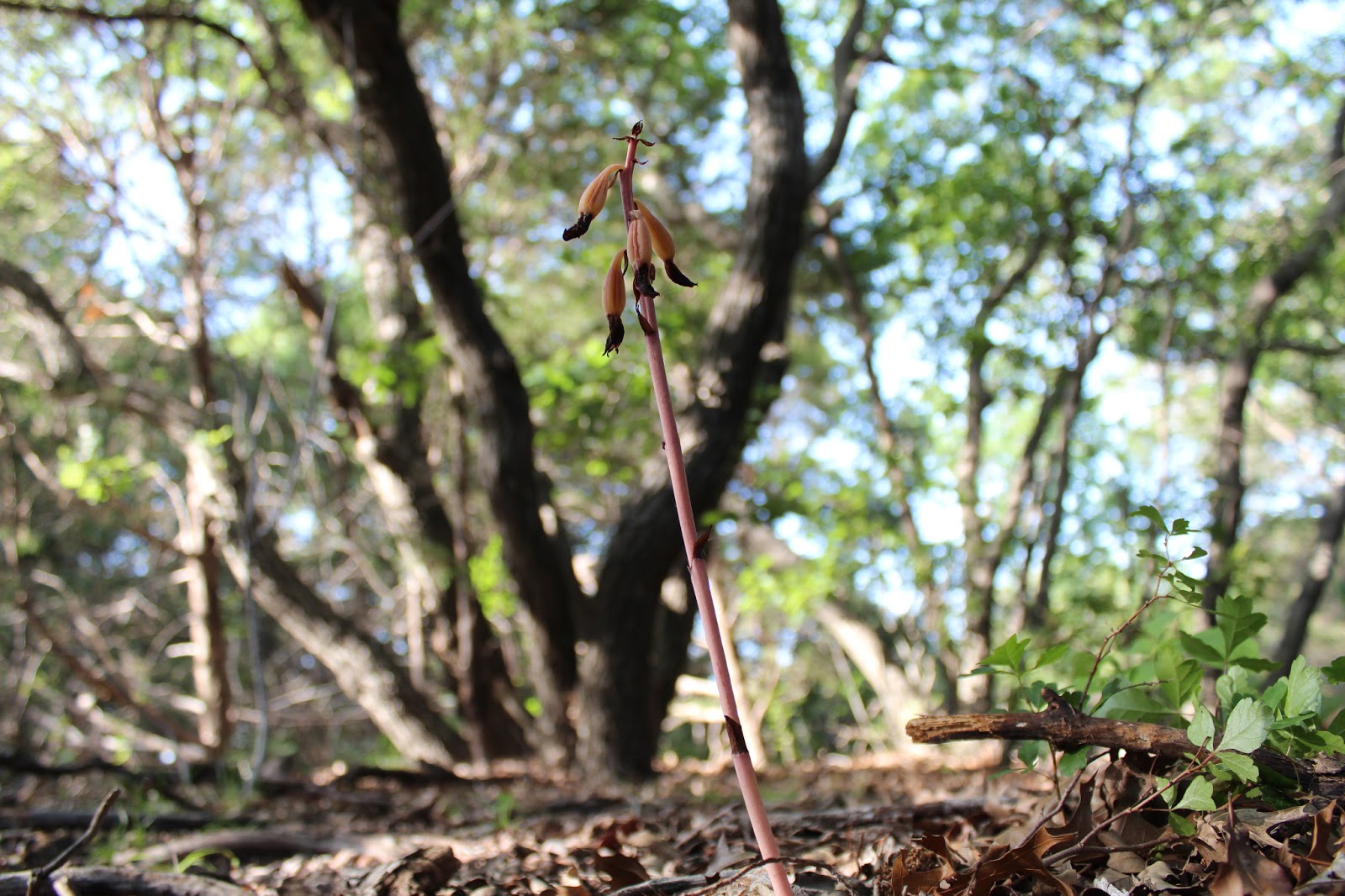 新規出店 - 植物絵画 NaturalHistoryMuseum - Tris Frangee - 超值特卖