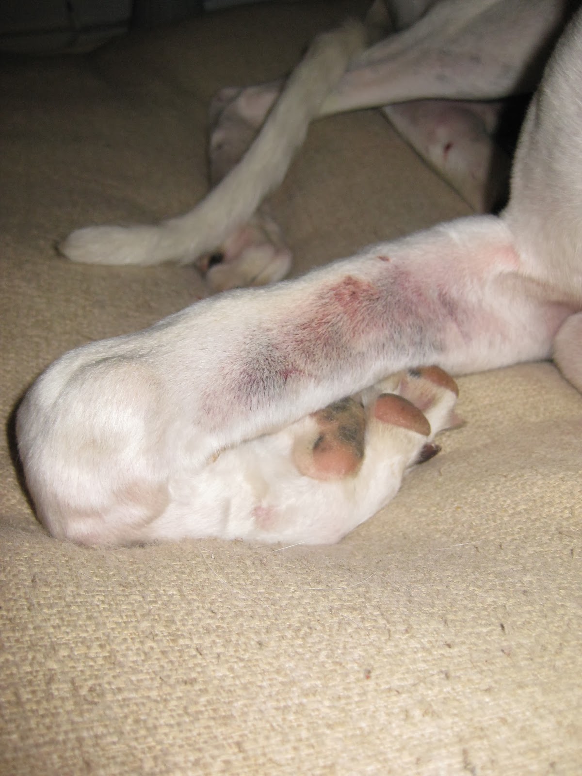 What Do Dog Bruises Look Like