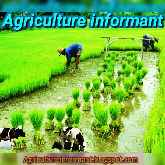 Agriculture informant