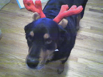FREE TO GOOD HOME - 6 yrs. rot-shepard mix, great with everyone & pets, inside-dog, potty trained