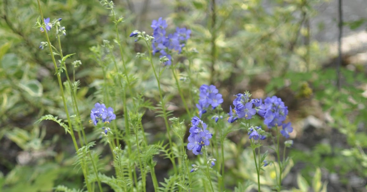 Northern Exposure Gardening Two Shade Perennials