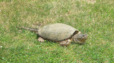Eastern Snapping Turtle, Chelydra serpentina serpentina Eastern Snapping Turtle, Chelydra serpentina serpentina