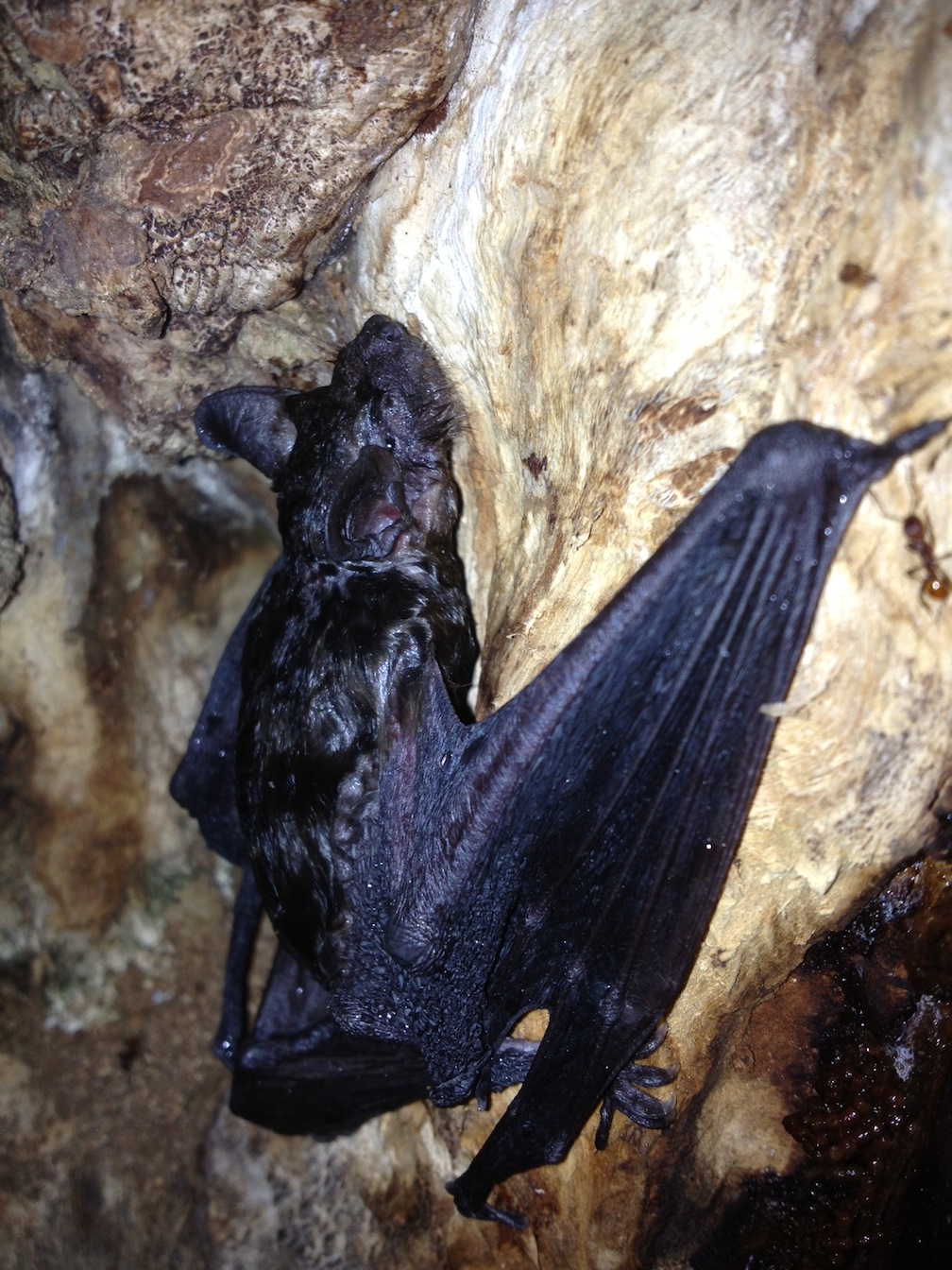 The Rural Path Bats in the Belfry