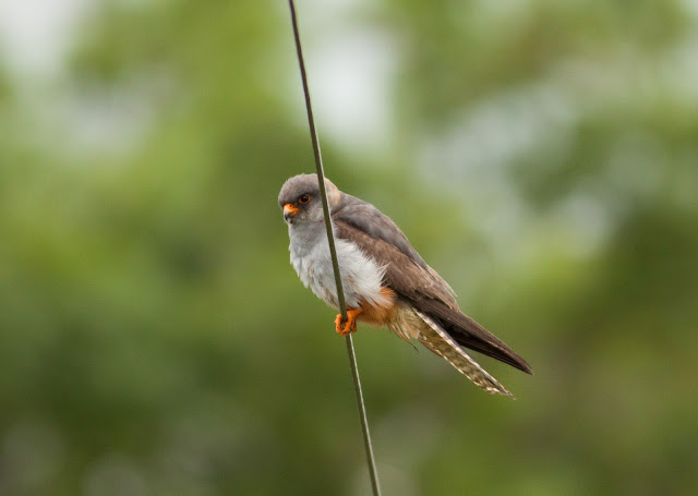 Red-footed Falcon - Chatterley, Staffordshire