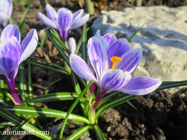 крокус, сорт "Piсkwiсk", пиквик, Crocus sativus, аленин сад, апрель в саду, цветы в апреле,