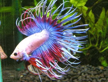 Macam Jenis Ikan Cupang ~ Ikan Cupang