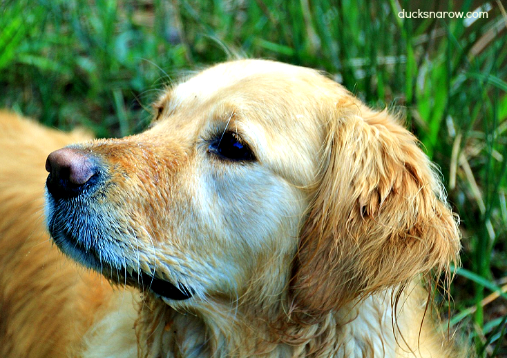 Can Meningitis In Dogs Be Cured Can Meningitis In Dogs Be Cured