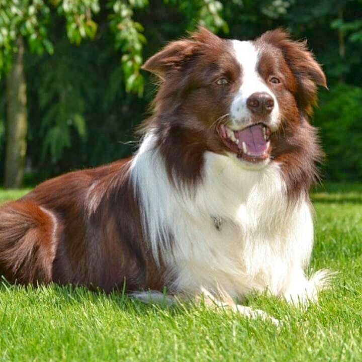 Border Collie Köpek Evimde
