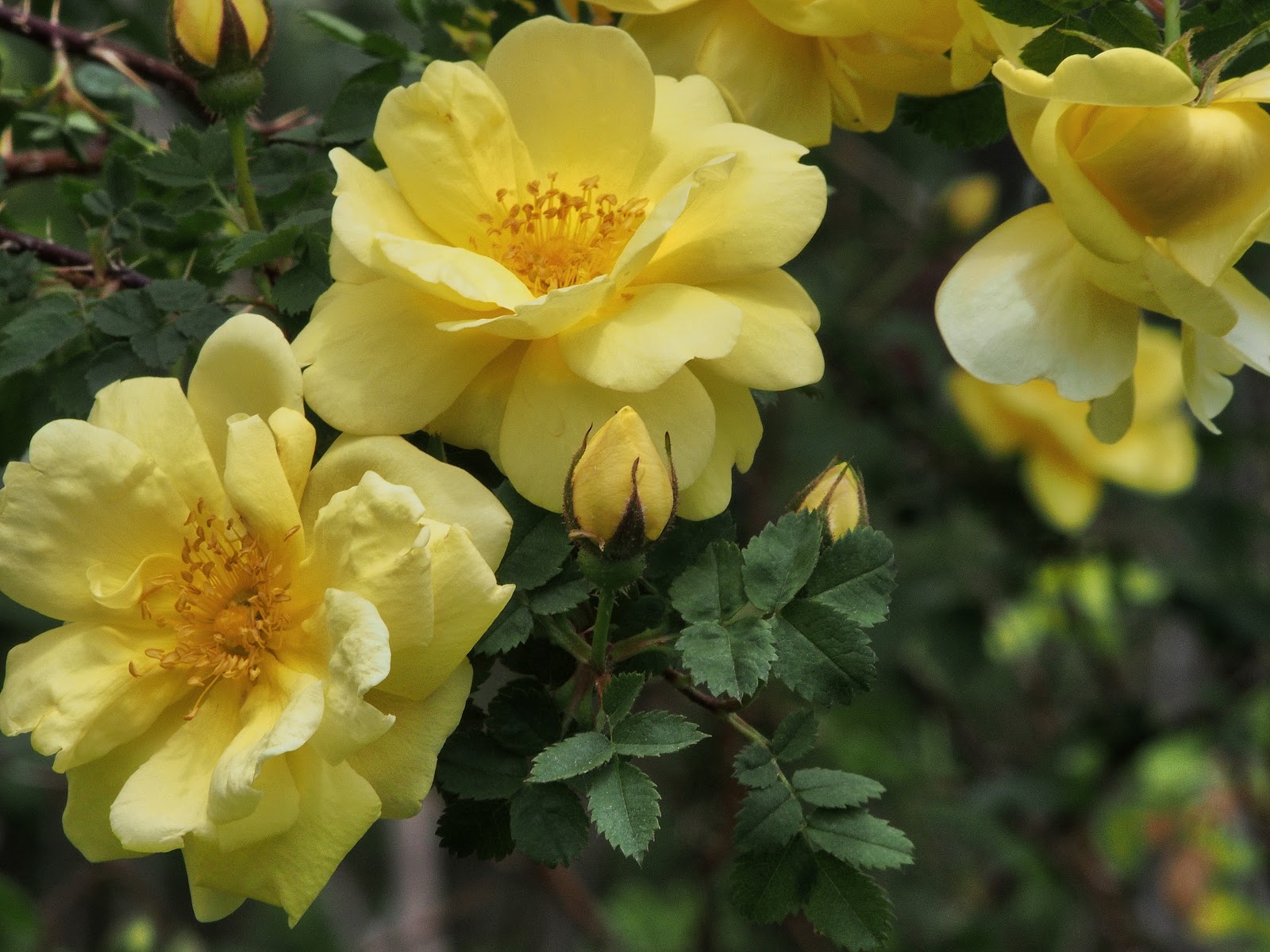 Yellow Roses, #ElizabethPark #RoseGarden #YellowRoses 2014 Yellow Roses, #ElizabethPark #RoseGarden #YellowRoses 2014