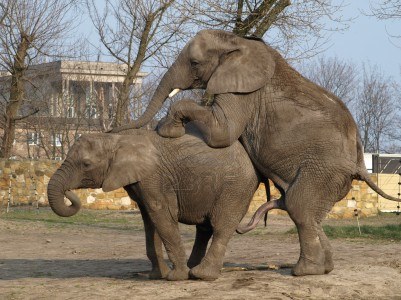 -elefantes--amor-