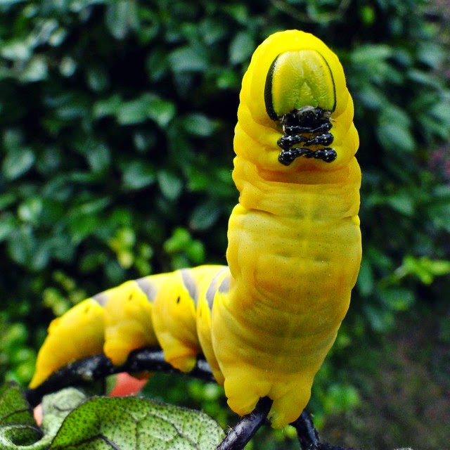 カ ト リ ケ メンガタスズメガの幼虫