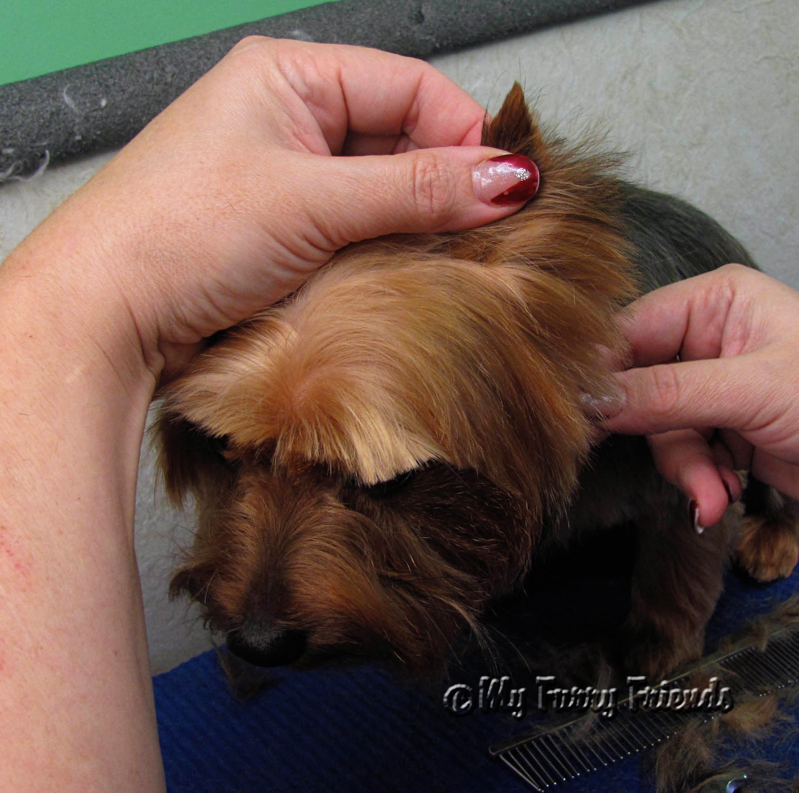 Pet Grooming The Good, The Bad, & The Furry Yorkies