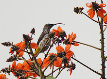 Whitehead's Spiderhunter_2011