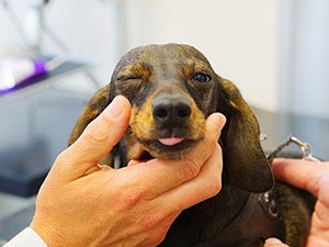 Dog Whites Of Eye Dog Whites Of Eye