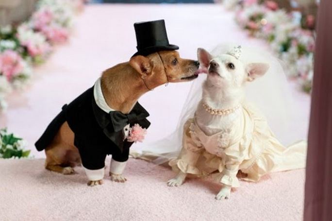 Great Large Dog Wedding Dress of the decade Learn more here 