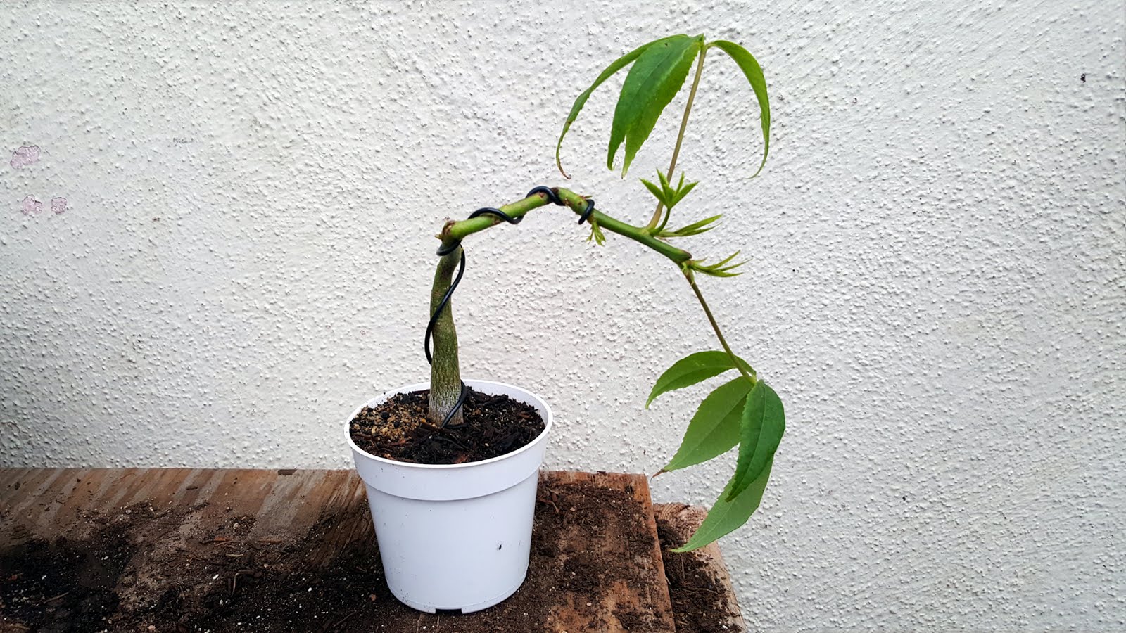 Bonsai Misadventures Kapok The Silk Tree Pre Bonsai Experiments Bonsai Misadventures Kapok The Silk Tree Pre Bonsai Experiments