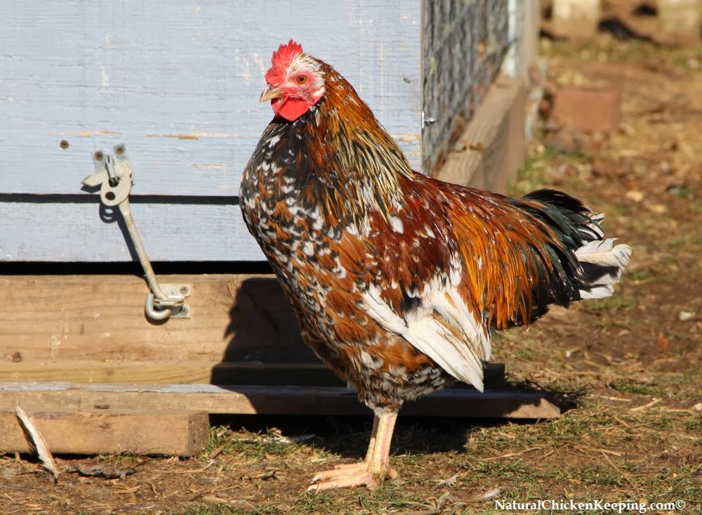 Natural Chicken Keeping Signs Of A Stroke In Chickens Yes Chickens Can And Do Have Strokes