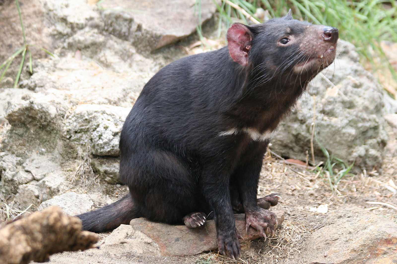 Tasmanian Devil | Animal Wildlife