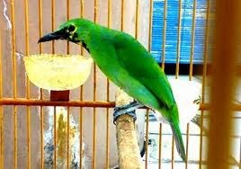 Foto cucak ijo trotol 19 Foto cucak ijo trotol 37