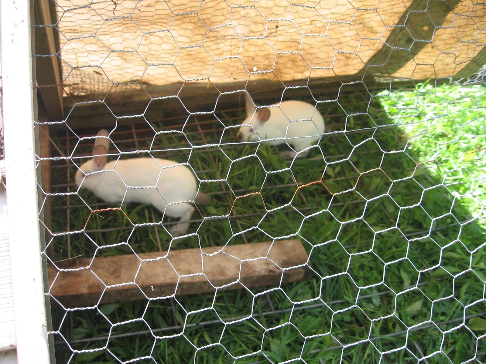 Adventures in the 100 Acre Wood Rabbits on Grass