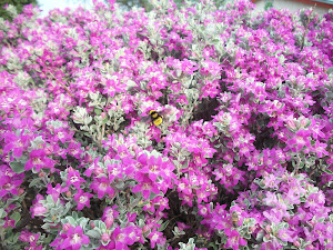 Bumble Bee enjoying the nectar