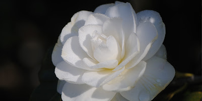 Alba Plena Camellia