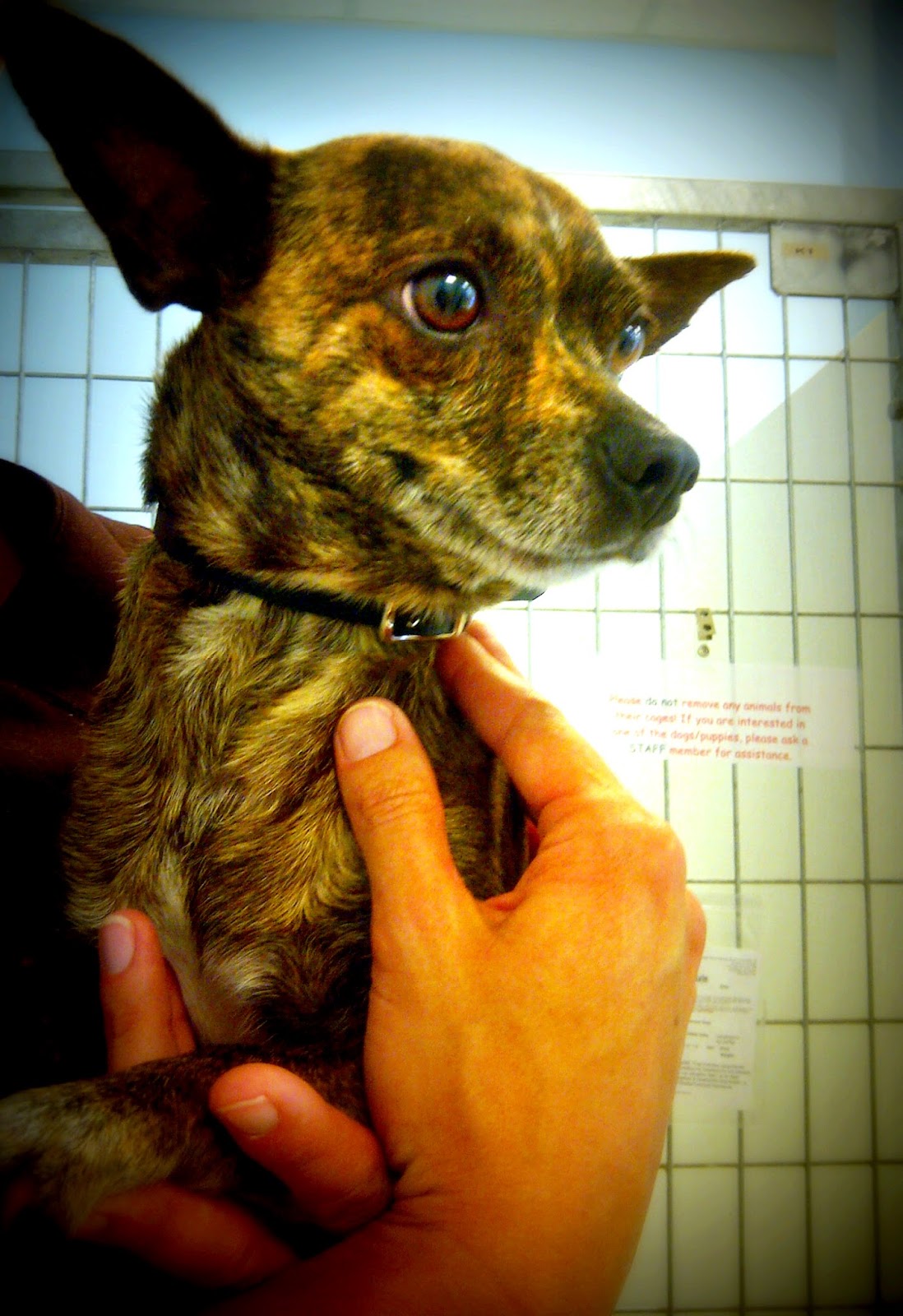 Adoption humane seaway welland Meet Odie a Heroic Dog Available for Adoption at Georgia SPCA | The