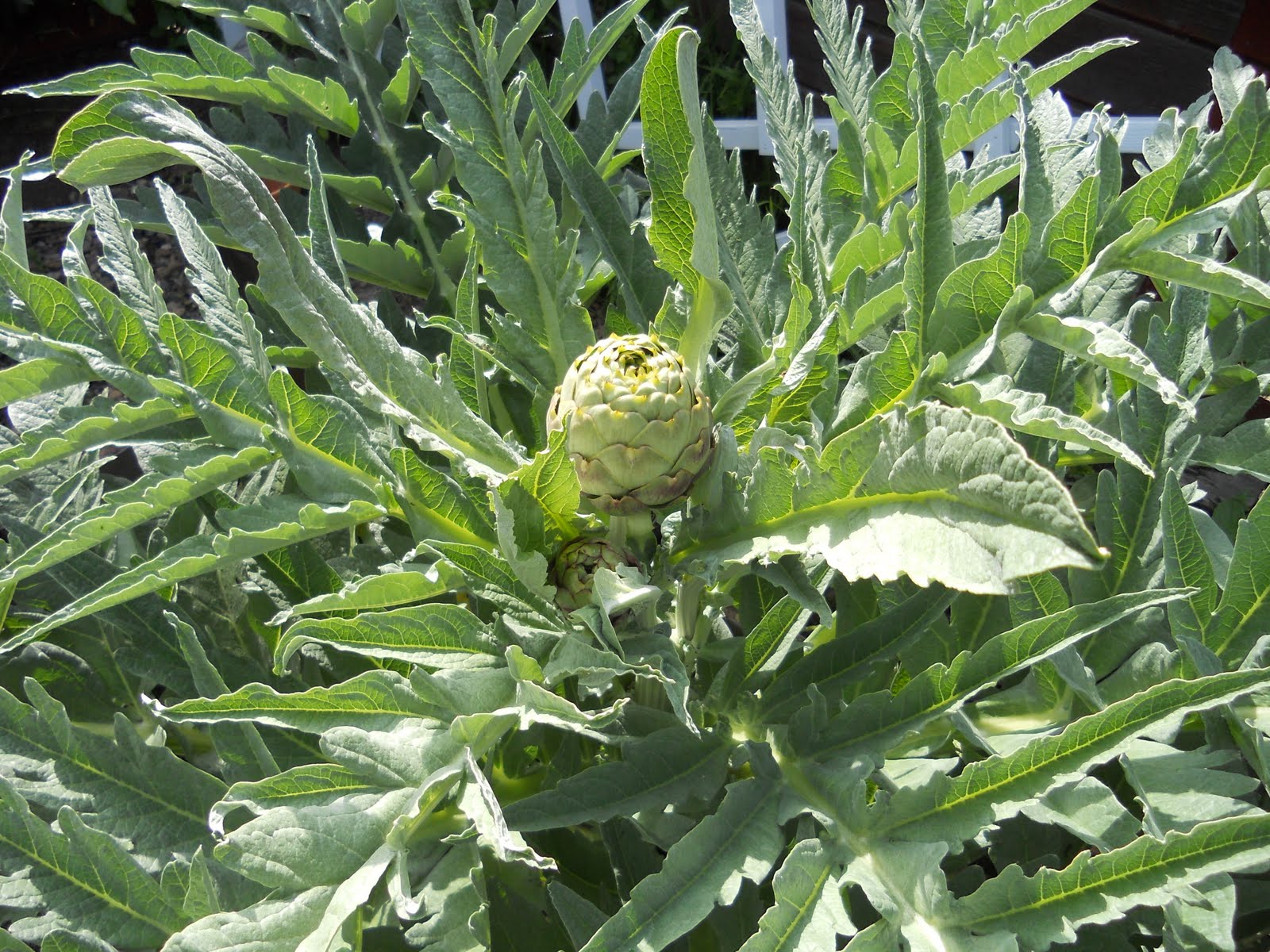 The First Artichokes