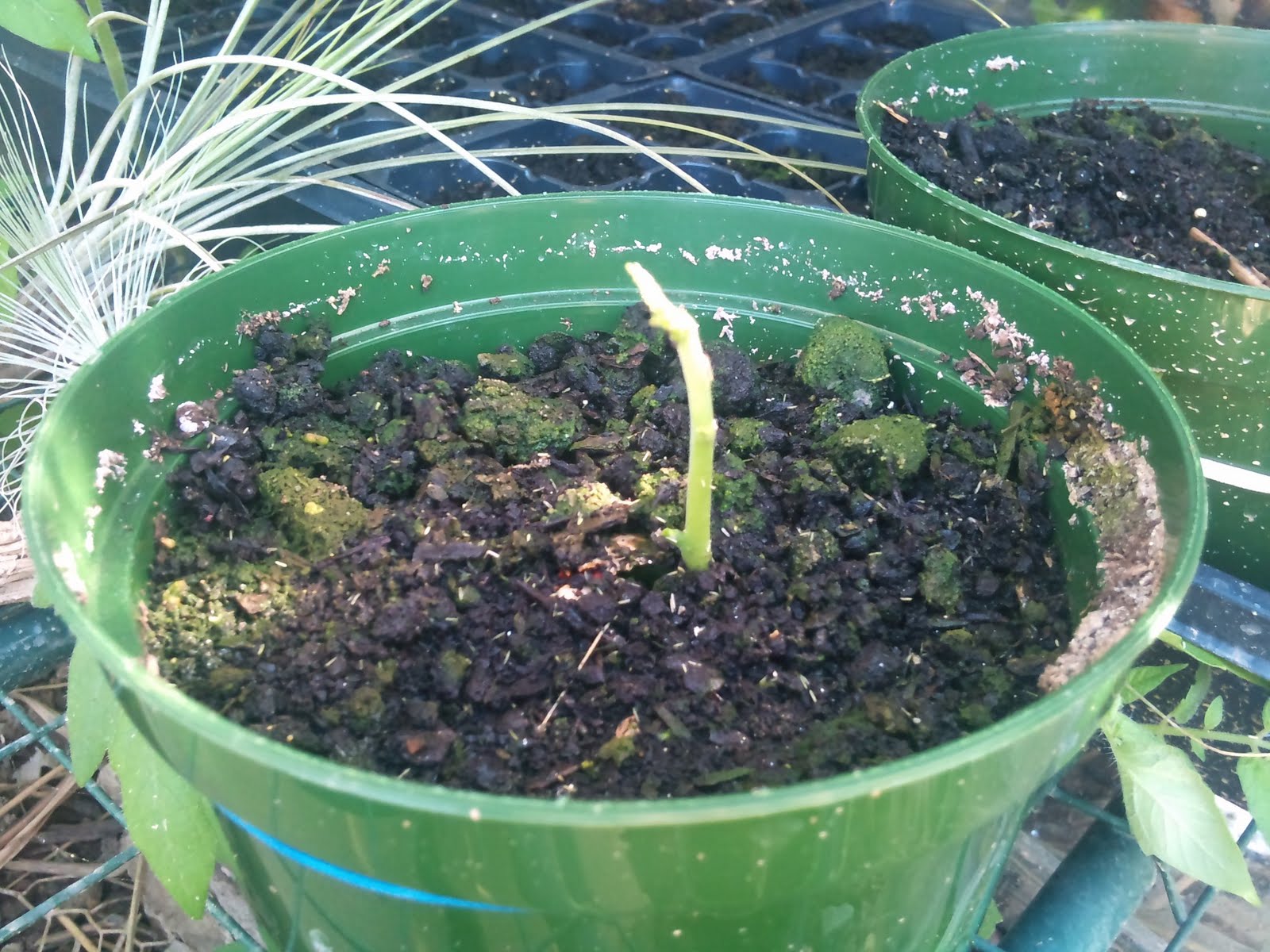 Plant Zone Jackfruit Sprouting (Artocarpus heterophyllus)