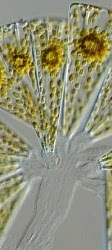 Licmophora flabellata.