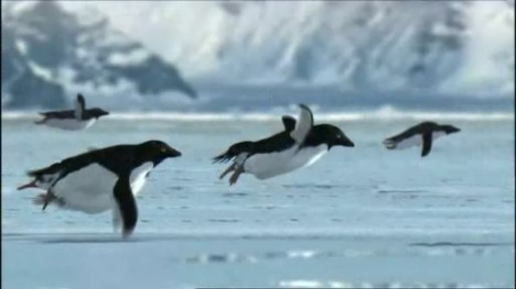 Penguin Flying
