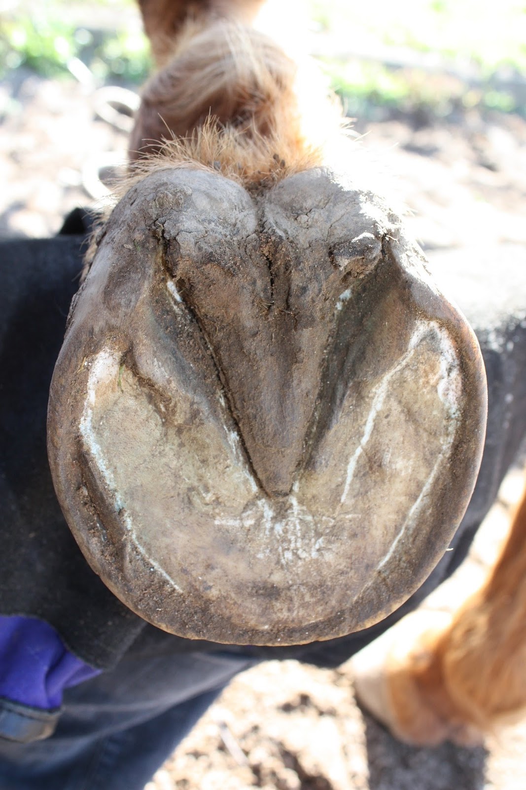 The Glorious Hoof! Heel First!! Quick Notes