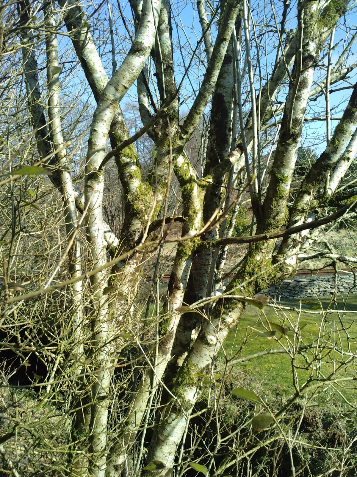 Growing Things and Making Things Tapping birch trees for sap