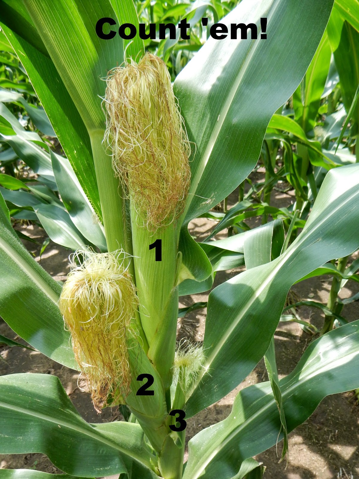 Kim�s County Line Where�s Randy?