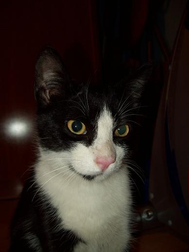 Michín, gatito macho de 5 meses. Protectora la Bienvenida 10-09-11+%252823%2529