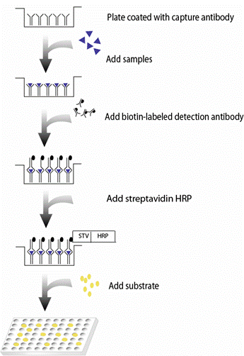 elisa test diagram elisa diagram image search results elisa test diagram elisa diagram image search results