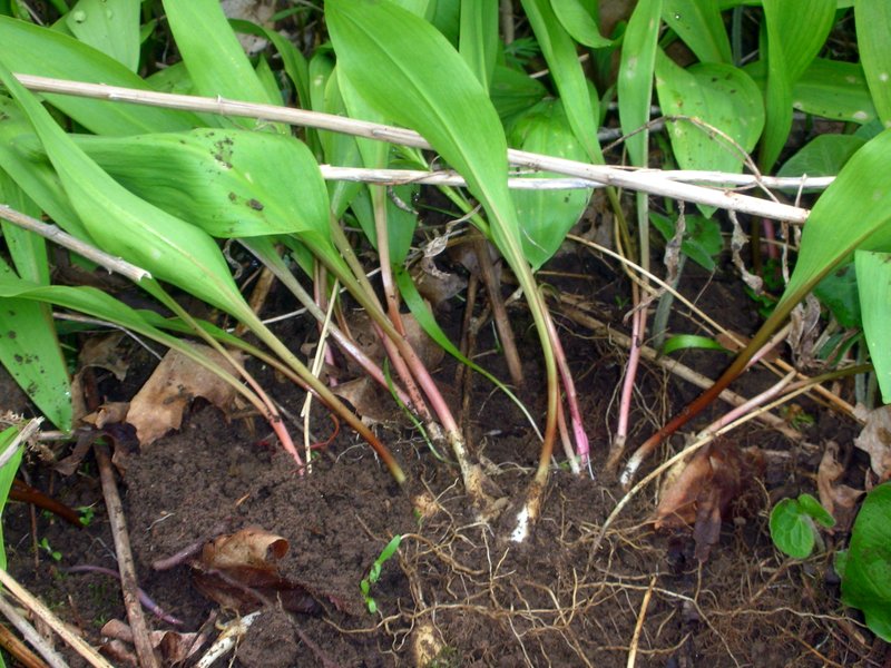 Vermont Wild Edibles Foraging for Ramps Part III