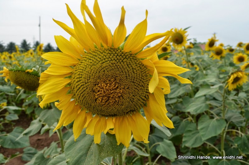 Sunflower Field Between Kadur and Tarikere eNidhi India Travel Blog