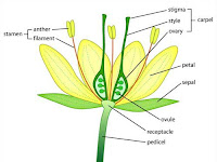 Flowering Plant Diagram Flowering Plant Diagram