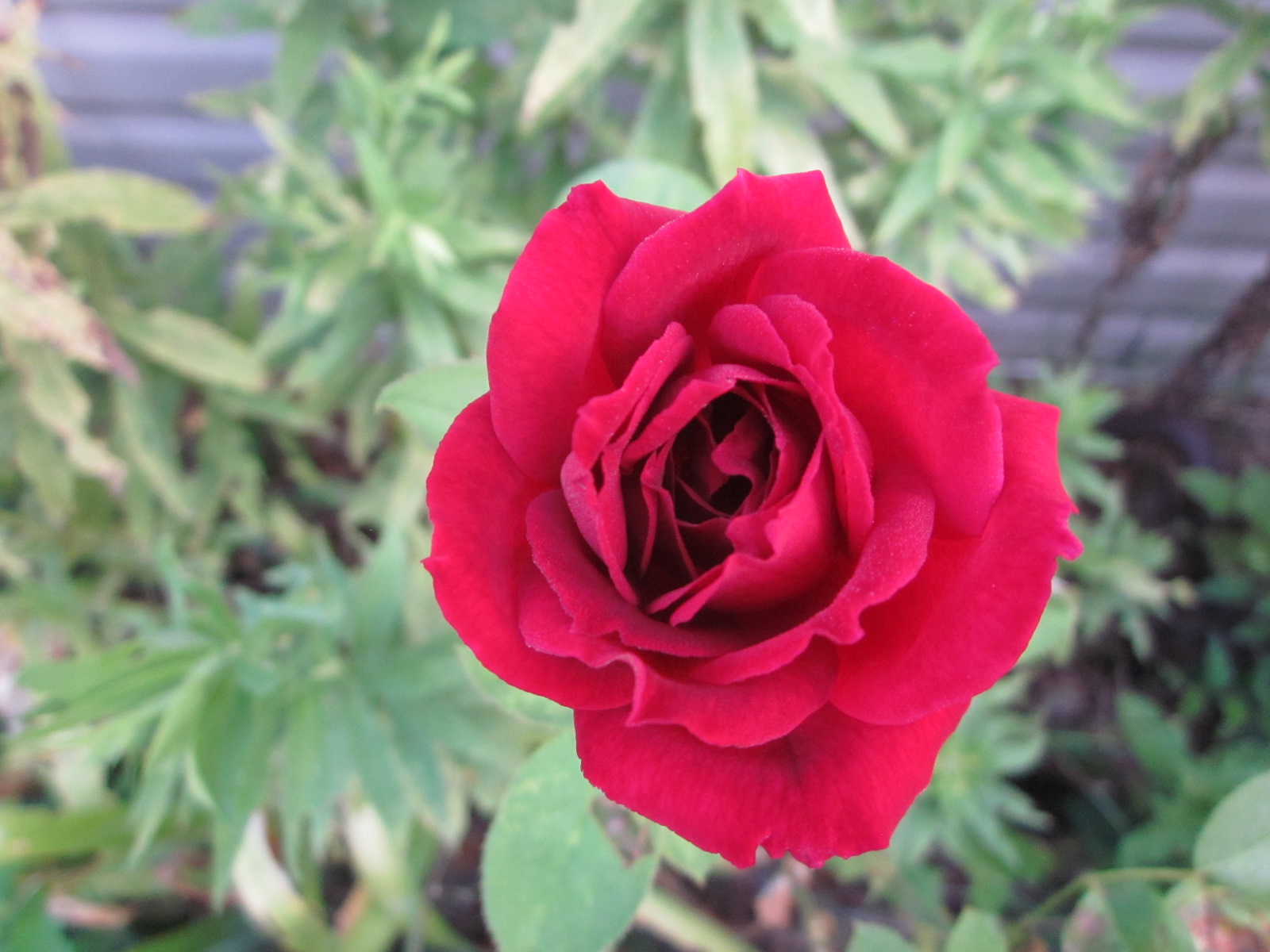 At The Farm... Ramblin' Rose...