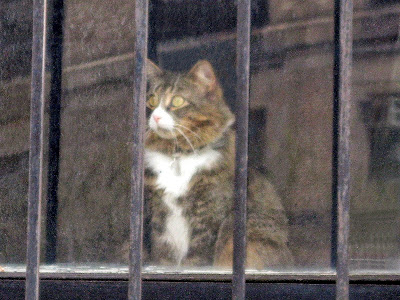 Caturday West End Avenue Kitty Clip Art